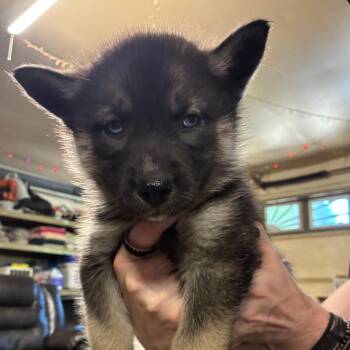 Kona -  Mixed Breed Dog for Adoption in Dekalb, Illinois - Kona | PetCurious