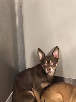 Dune -  Mixed Breed Dog for Adoption in West Chester, Pennsylvania - Dune | PetCurious