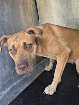 CINNAMON SURPRISE -  American Staffordshire Terrier and Mixed Breed Dog for Adoption in San Antonio, Texas - CINNAMON SURPRISE | PetCurious