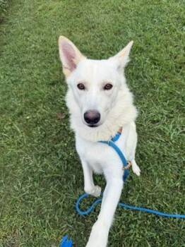 Merlin -  Mixed Breed Dog for Adoption in Fallston, Maryland - Merlin | PetCurious
