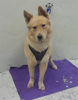 Chow Chow and Mixed Breed Dogs Available for Adoption in Houston, Texas - OSITO | PetCurious