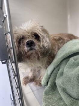 Mixed Breed Dogs Available for Adoption in West Chester, Pennsylvania - Muppet | PetCurious