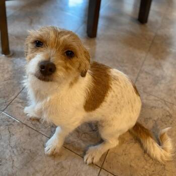 Penelope -  Jack Russell Terrier and Mixed Breed Dog for Adoption in Boerne, Texas - Penelope | PetCurious