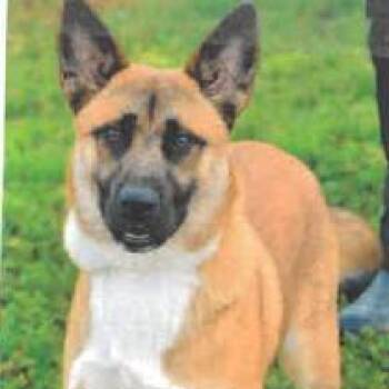 Oso -  Mixed Breed Dog for Adoption in West Palm Beach, Florida - Oso | PetCurious