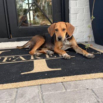 Rescue Beagle Dogs for Adoption in Mt. Juliet, Tennessee - Momma Hadley | PetCurious