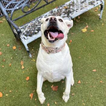 Kaiko -  Mixed Breed Dog for Adoption in Providence, Rhode Island - Kaiko | PetCurious