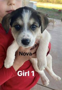 Great Pyrenees Dogs Available for Adoption in Winter Park, Colorado - Nova | PetCurious
