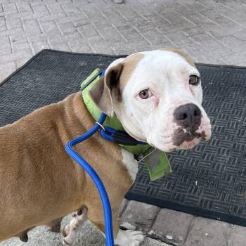 Mama -  Pit Bull Terrier Dog for Adoption in Richmond Hill, Georgia - Mama | PetCurious