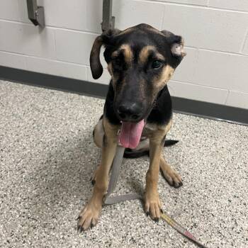 Dolly P -  Hound and Shepherd Dog for Adoption in Cedar Rapids, Iowa - Dolly P | PetCurious