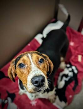 JUKE -  Treeing Walker Coonhound Dog for Adoption in Clyde, North Carolina - JUKE | PetCurious