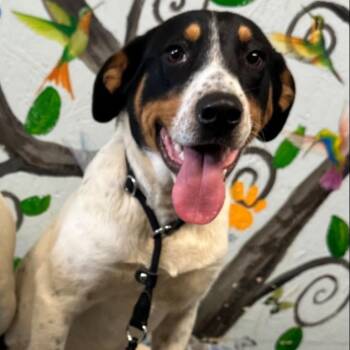 Mixed Breed Dogs Available for Adoption - Navy | PetCurious