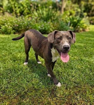 Muskateer -  Hound Dog for Adoption in Monroe, Louisiana - Muskateer | PetCurious