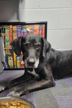 Rescue Labrador Retriever Dogs for Adoption in Wellington, Kansas - Sly | PetCurious