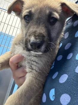 Shepherd Dogs Available for Adoption - Kal (Kx4) | PetCurious