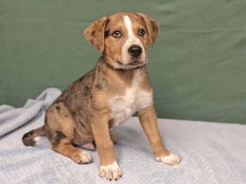 Catahoula Leopard Dog and Labrador Retriever Dogs Available for Adoption in West Palm Beach, Florida - Bayou | PetCurious