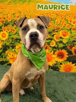 Maurice -  Mixed Breed Dog for Adoption in Flint, Michigan - Maurice | PetCurious