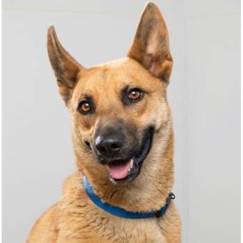 Rescue Mixed Breed Dogs for Adoption in Palm Springs, California - Tiara | PetCurious