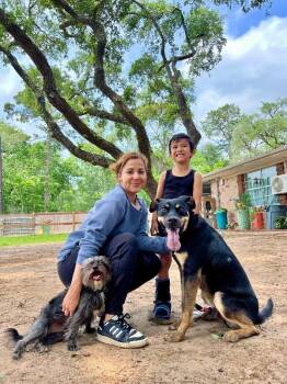 German Shepherd Dog and Pit Bull Terrier Dogs Available for Adoption in Friendswood, Texas - Dobbie Boy The Ultimate Pawsome Buddy | PetCurious
