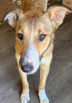 Mira -  Collie Dog for Adoption in Lafayette, California - Mira | PetCurious