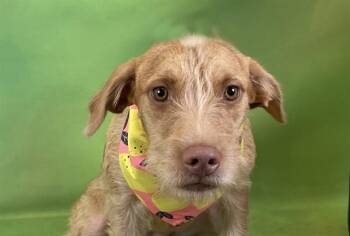 ROSIE -  Welsh Terrier and Mixed Breed Dog for Adoption in Fort Lauderdale, Florida - ROSIE | PetCurious