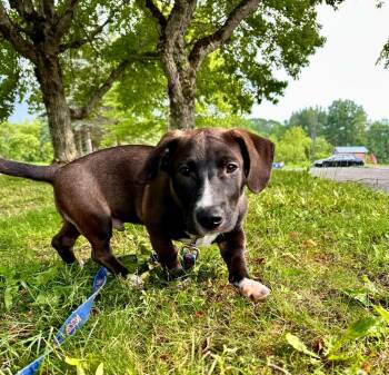 Franklin -  Hound Dog for Adoption in Gloversville, New York - Franklin | PetCurious