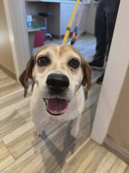 Hound Dogs Available for Adoption - Peaches | PetCurious
