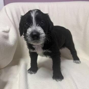 Setting -  Standard Poodle and Black Labrador Retriever Dog for Adoption in Carencro, Louisiana - Setting | PetCurious