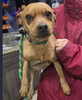 Chihuahua and Terrier Dogs Available for Adoption - Jasper | PetCurious