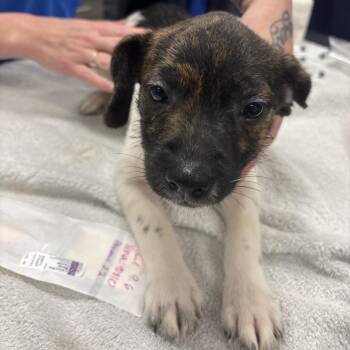 Xena -  Mixed Breed Dog for Adoption in Milton, Florida - Xena | PetCurious
