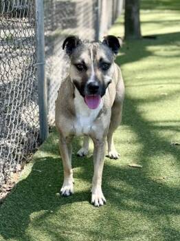 Storm -  Terrier and Mixed Breed Dog for Adoption in Picayune, Mississippi - Storm | PetCurious