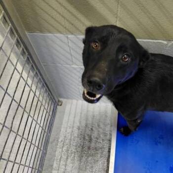 Pepper 26-08-037 -  Shepherd and Black Labrador Retriever Dog for Adoption in Bastrop, Texas - Pepper 26-08-037 | PetCurious