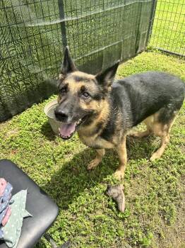Rexy -  German Shepherd Dog Dog for Adoption in Scott, Louisiana - Rexy | PetCurious