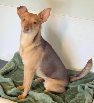 Camilla -  Chihuahua Dog for Adoption in Winter Garden, Florida - Camilla | PetCurious