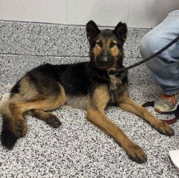 Houndoom -  German Shepherd Dog and Mixed Breed Dog for Adoption in West Chester, Pennsylvania - Houndoom | PetCurious