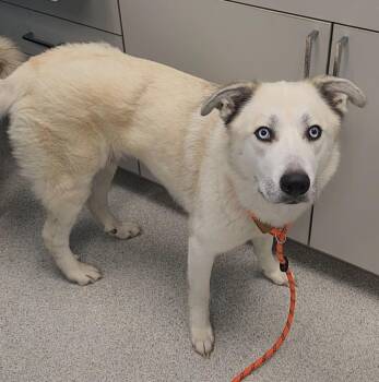 Peppa -  Husky and Mixed Breed Dog for Adoption in Frankfort, Kentucky - Peppa | PetCurious