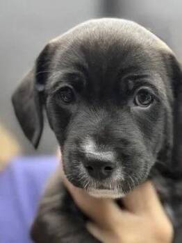 Rescue Mixed Breed Dogs for Adoption in Los Angeles, California - Mr Pickles | PetCurious