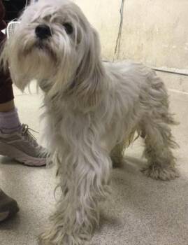DOUG -  Terrier and Mixed Breed Dog for Adoption in Riverside, California - DOUG | PetCurious