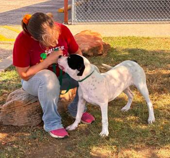 Tubby CS -  Mixed Breed Dog for Adoption in Columbia, Maryland - Tubby CS | PetCurious