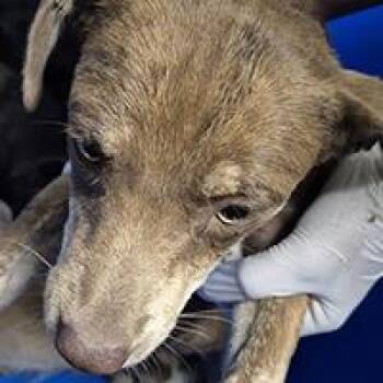 Rainbow - URGENT -  Chihuahua and Italian Greyhound Dog for Adoption in Thousand Oaks, California - Rainbow - URGENT | PetCurious