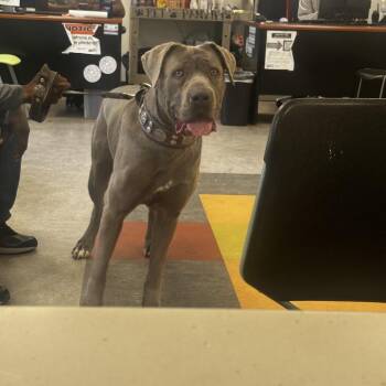 Cane Corso Dogs Available for Adoption in Philadelphia, Pennsylvania - Esme | PetCurious