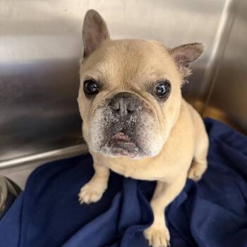 Ace AKA Heat Wave 7350 -  French Bulldog Dog for Adoption in Loxahatchee Groves, Florida - Ace AKA Heat Wave 7350 | PetCurious