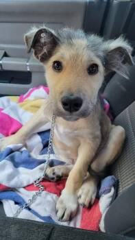 Taylor -  Terrier Dog for Adoption in Mesa, Arizona - Taylor | PetCurious