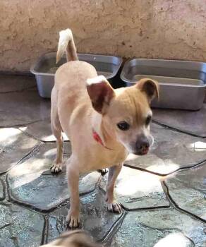 Rescue Chihuahua Dogs for Adoption in Ventura, California - Bruiser | PetCurious