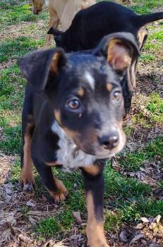 Beagle and Fox Terrier Dogs Available for Adoption - Aurora | PetCurious