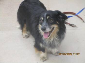 (827) -  Border Collie Dog for Adoption in Marietta, Georgia - (827) | PetCurious