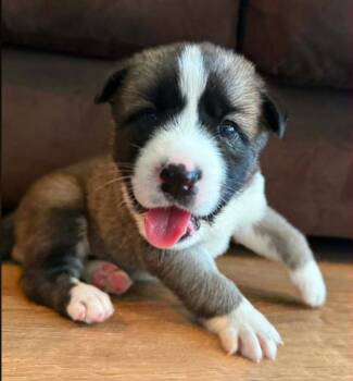 Creek -  Mixed Breed Dog for Adoption in Eutawville, South Carolina - Creek | PetCurious