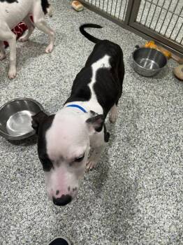 Rescue American Bully Dogs for Adoption in Jackson, Michigan - Michelle | PetCurious