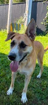 Rin -  Shepherd Dog for Adoption in Peconic, New York - Rin | PetCurious