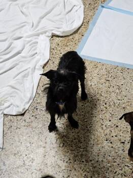 Chihuahua Dogs Available for Adoption in Metairie, Louisiana - Zenith | PetCurious