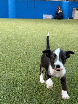 Wirehaired Terrier Dogs Available for Adoption - Adzuki | PetCurious